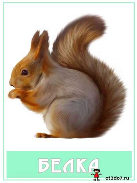 Лесные животные. Карточки