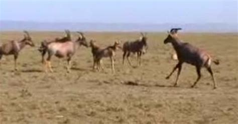 Male Antelope Snorts Trick Females Into Sex