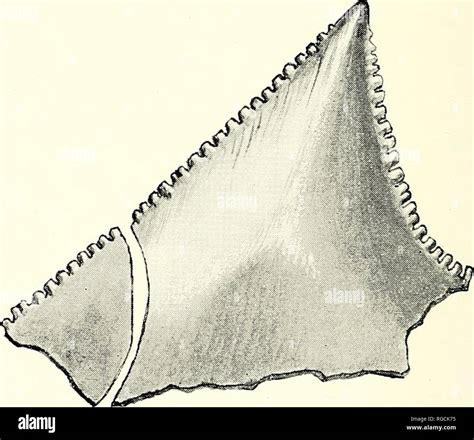 Bull shark teeth hi-res stock photography and images - Alamy