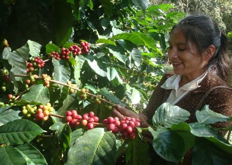 Amparo Fortaleché Triana de los horrores de la guerra a las curules de paz