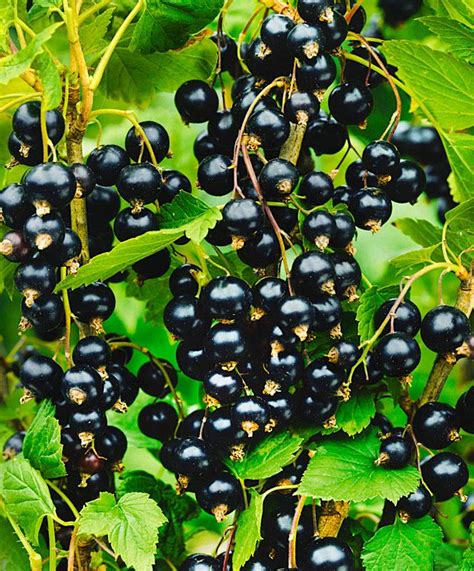 Смородина Гулливер Описание Фото Отзывы – Telegraph