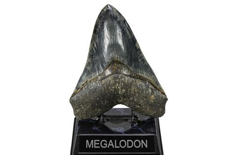 Serrated, 6.10" Fossil Megalodon Tooth - Indonesia (#279184) For Sale