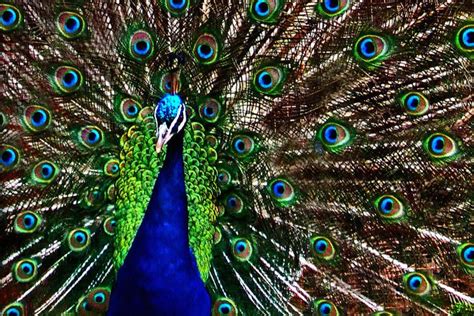 Yala National Park Sri Lankan Wild Peacocks Displaying National Parks