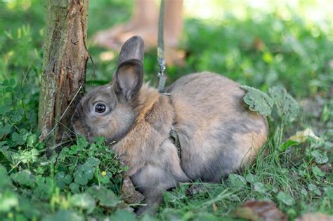 Rabbits Australia Images Free Download On Freepik