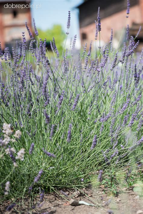 Szk Ka Bylin Dobrepole Lavandula X Intermedia Phenomenal Lawenda