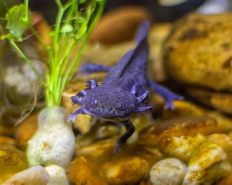 Animal Axolotle Photos, Download The BEST Free Animal Axolotle Stock