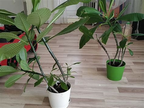 Плюмерия, Plumeria | ВКонтакте
