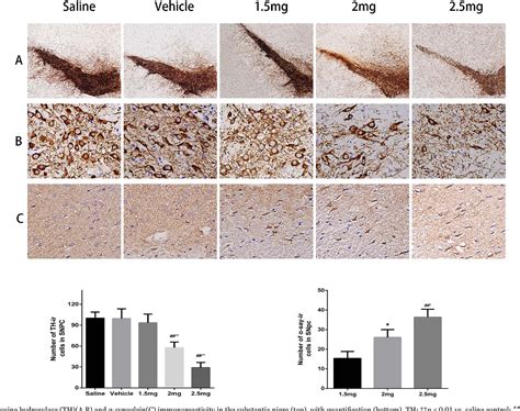 Figure 3 From Subcutaneous Rotenone Rat Model Of Parkinsons Disease