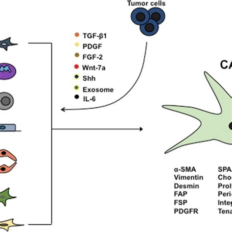 Heterogeneous Origin Of Cafs And Its Markers Cancer Associated