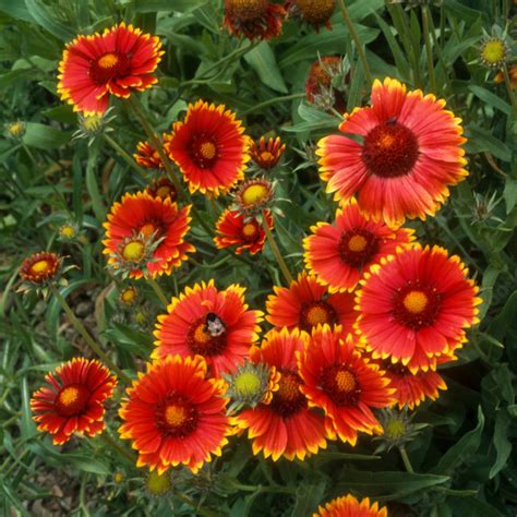 Goblin' Blanket Flower – Jardineries Botanix