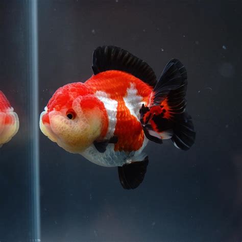 Jual Ikan Mas Koki Tricolor Oranda Tricolor Ikan Hias Untuk