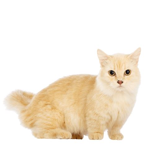 Himalayan Munchkin Cat