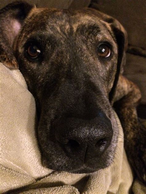 Plott Hound Brindle Dog Breed Cute And Loyal