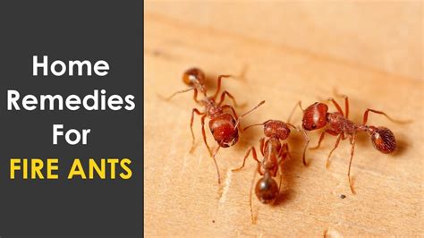 Home Remedies To Get Rid Of Fire Ants How To Kill Fire Ants In House Kitchen And Garden Youtube