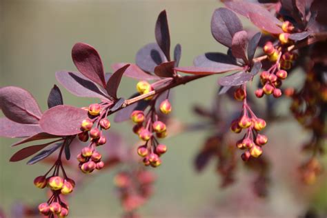 Берберис /BERBERIS - Page 10 - Форум HobbyKafe.com