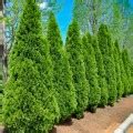 Туя Смарагд (Smaragd) - саженцы купить в Астане, доставка почтой по ...