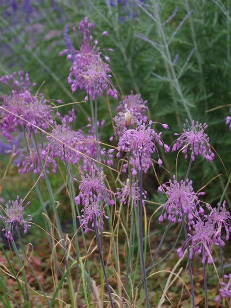 Allium Carinatum Sub Pulchellum The Beth Chatto Gardens