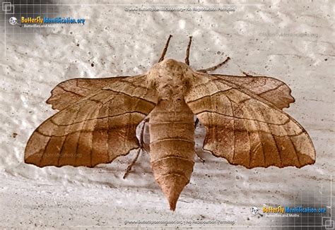 Walnut Sphinx Moth