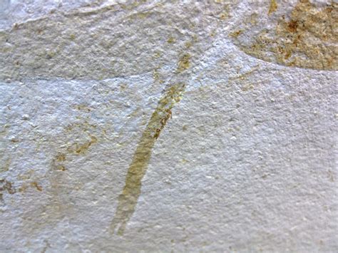 Genuine Jurassic Solnhofen Dragonfly 18 Fossils For Sale