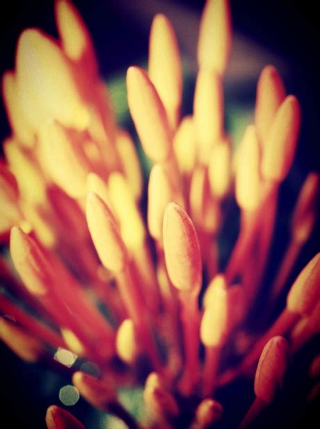 Schöne Blume Kostenloses Stock Bild Public Domain Pictures