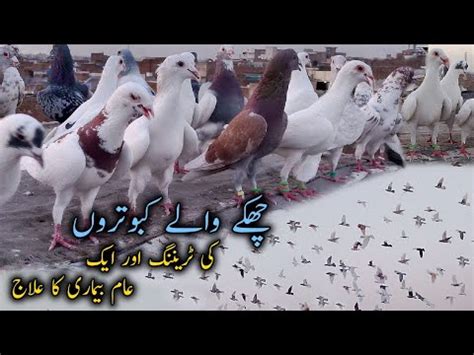 How To Train Pigeons Kabootar Ko Train Kese Kre Pigeon Training