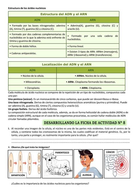 Experiencia Actividad Acidos Nucleicos Docx