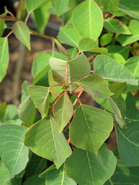 Coastal Area In A Chinese Tallow