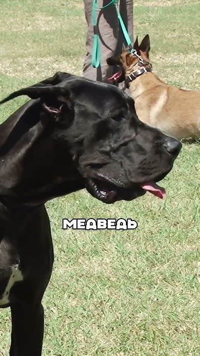 Самые большие собаки в мире 🌏 🐕 Youtube