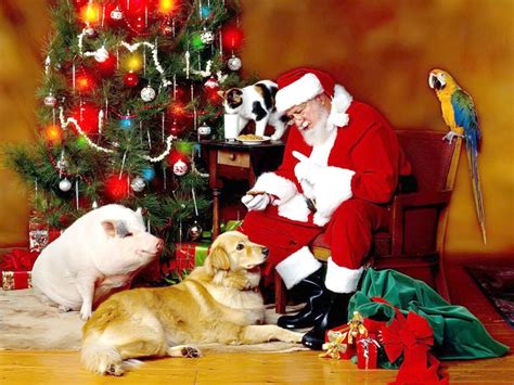 Christmas Animals Wallpapers Wallpaper Cave