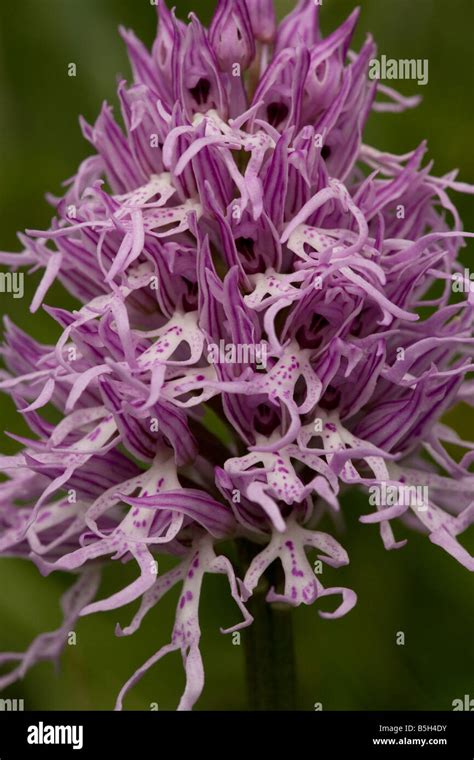 Facts About The Hanging Naked Man Orchid