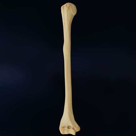 3d Model Humerus 3d Model Anatomically Accurate Vr Ar Low Poly