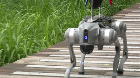 Il Suit Comme Un Vrai Chien Aux JO De Paris 2024 Des Chiens Robots