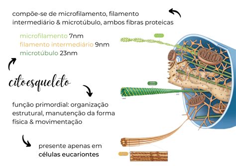 Os Filamentos Intermediários Dão Estrutura As Microvilosidades Intestinais - Microfilamentos; Filamentos Intermediários; Microtúbulos. | Biologia ...