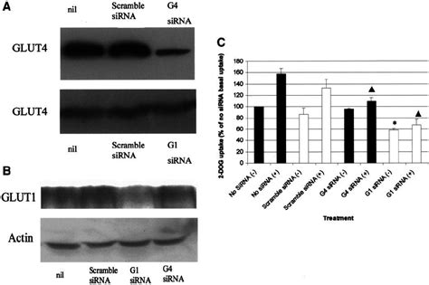 Glut4 And Glut1 Sirna In Podocytes A Glut4 Western Blot Of