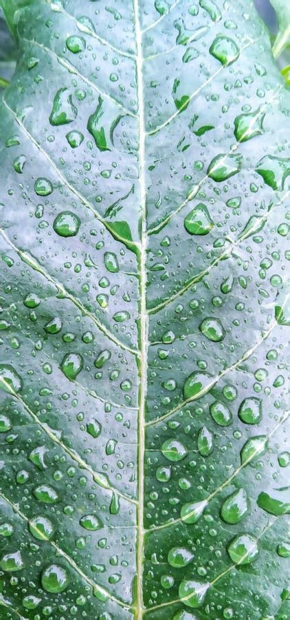 Water On Cassava Leaf In Mountain Stock Photo Image Of Green Petal