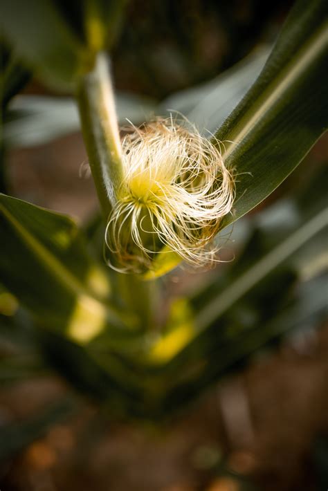 Corn 101 Sex In The Cornfield Matt Addington Creative