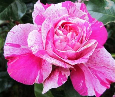 Инес Састр – Питомник Иващенко