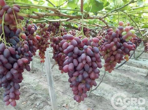 «РИЗАМАТ» узум нави ҳақида | AGRO-OLAM.UZ
