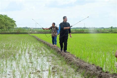 Kementan Dorong Pengembangan Pertanian Organik Observasi Indonesia