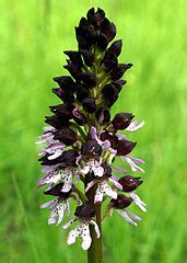 Category Orchidaceae In Saarland In May Wikimedia Commons