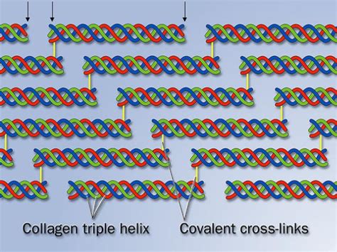 Презентация на тему: Модель тройной спирали коллагена