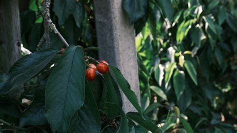 Organic Fruit Growing And Fruit Protection System