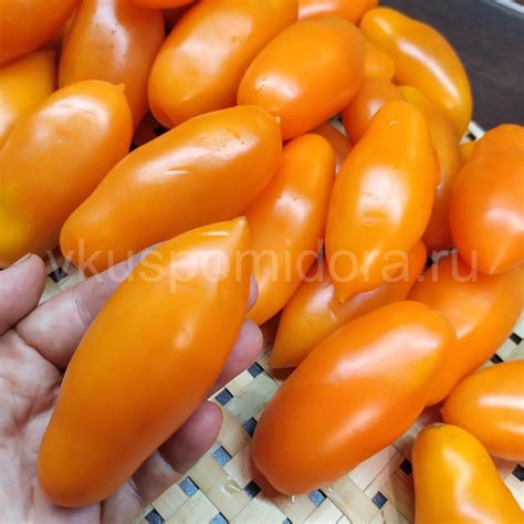 Купить семена томата сорт Оранжевый банан