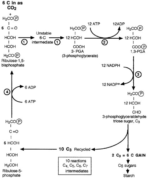 Schematic Representation Of The C Cycle Of The Dark Reaction The