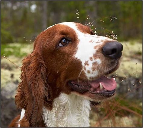 Вельш Спрингер Спаниель (Welsh Springer Spaniel) | ВКонтакте
