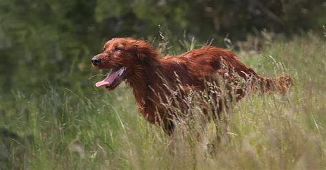 Irsk Setter Kennel Senjas Træningscenter For Fuglehunde