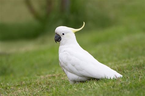 Yellow-Crested Cockatoo Facts, Care as Pets, Behavior, Price, Pictures ...