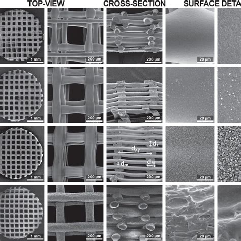 (A) Morphology (by scanning electron microscopy), (B) DNA... | Download ...