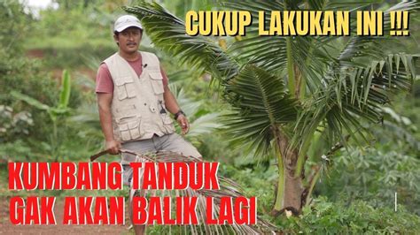 Tips Mudah Mencegah Serangan Hama Kumbang Tanduk Pada Pohon Kelapa