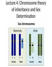 Lecture 4 Ppt Lecture 4 Chromosome Theory Of Inheritance And Sex Determination Ploidy N The